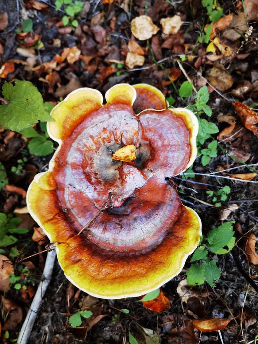 川农蒋教授种植研发，低温破壁，破壁率高达98%，提高人体免疫力，九大仙草之首，三萜9.05g/100g/盒2g*50袋 商品图12