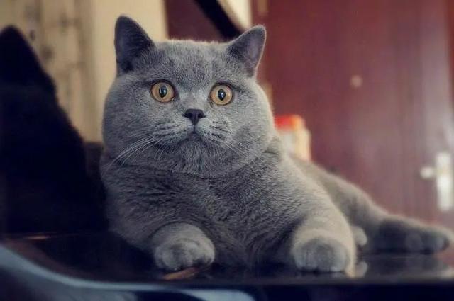 猫屎“铲”出千亿生意，<em>智能</em>硬件成了宠物市场的新财富密码？