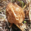 【云南野生羊肚菌】纯野生不掺假 
野生羊肚菌肉厚菌香 新货 包邮 商品缩略图12