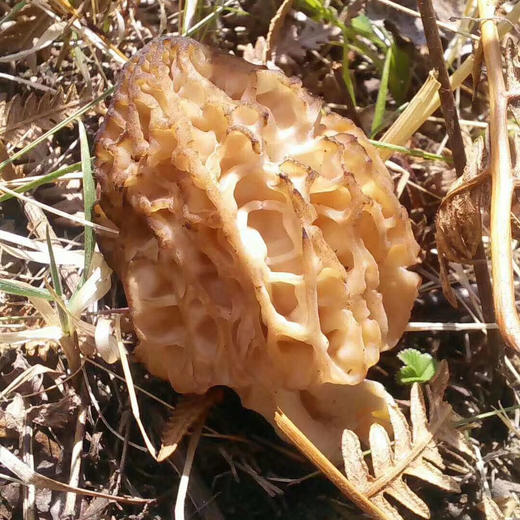 【云南野生羊肚菌】纯野生不掺假 
野生羊肚菌肉厚菌香 新货 包邮 商品图12