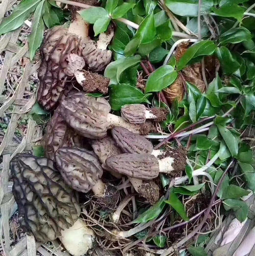 【云南野生羊肚菌】纯野生不掺假 
野生羊肚菌肉厚菌香 新货 包邮 商品图10