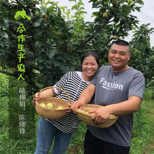 生态青花梨（圆通快递）|合作生产 *Ecological blue and white pear | Partner Production 商品图2