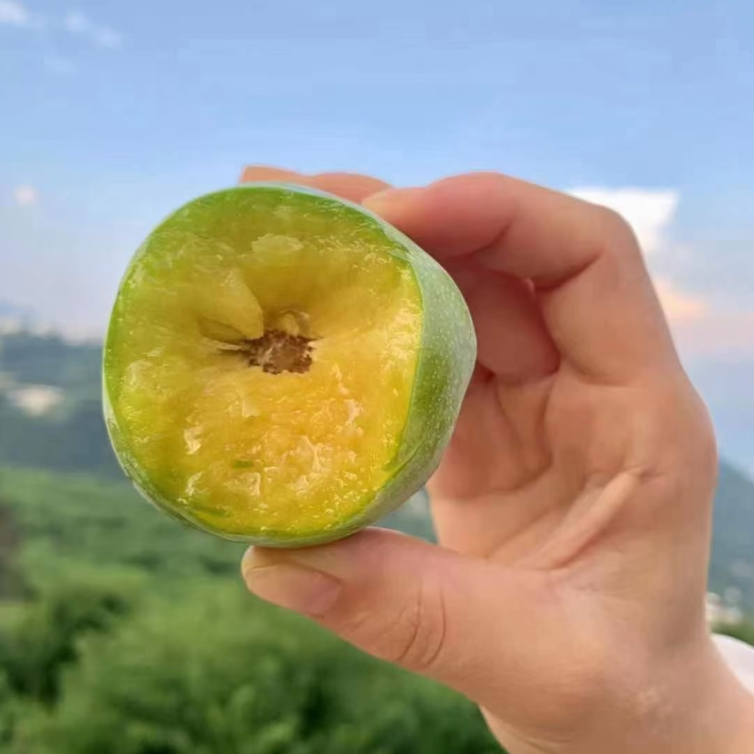 巫山脆李|山人优选【顺丰空运】质地脆嫩、汁多味香