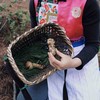 【云南野生新鲜松茸】香格里拉野生松茸/出口级精品实惠优选级各种规格专业包装顺丰空运包邮 商品缩略图7