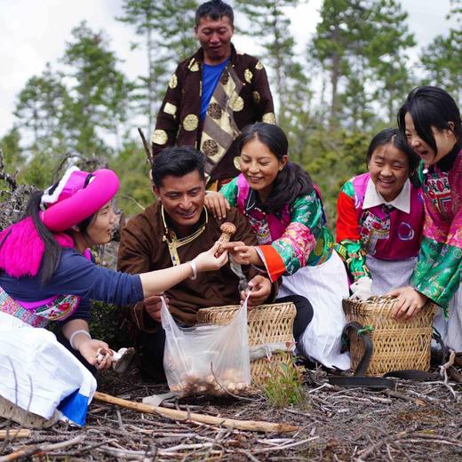 【云南野生新鲜松茸】香格里拉野生松茸/出口级精品实惠优选级各种规格专业包装顺丰空运包邮 商品图4