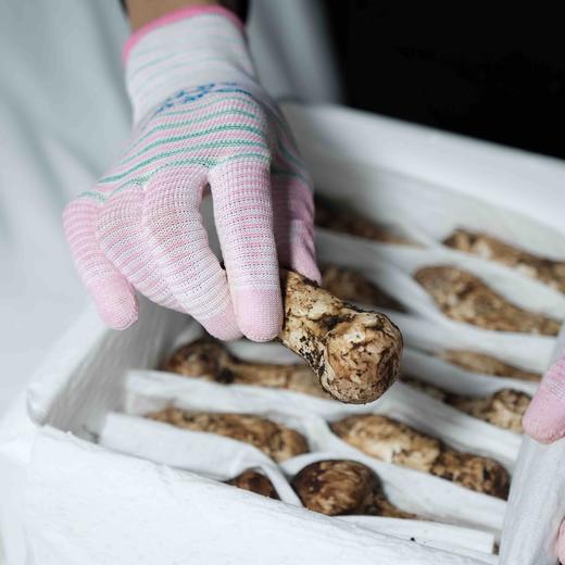 【云南野生新鲜松茸】香格里拉野生松茸/出口级精品实惠优选级各种规格专业包装顺丰空运包邮 商品图2