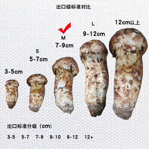 【云南野生新鲜松茸】香格里拉野生松茸/出口级精品实惠优选级各种规格专业包装顺丰空运包邮 商品图10