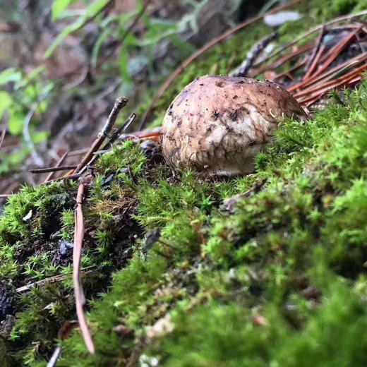 【云南野生新鲜松茸】香格里拉野生松茸/出口级精品实惠优选级各种规格专业包装顺丰空运包邮 商品图5