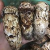 【云南野生新鲜松茸】香格里拉野生松茸/出口级精品实惠优选级各种规格专业包装顺丰空运包邮 商品缩略图6