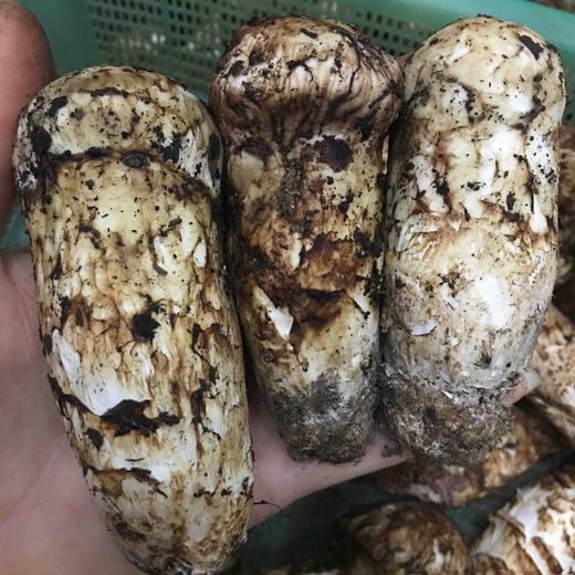 【云南野生新鲜松茸】香格里拉野生松茸/出口级精品实惠优选级各种规格专业包装顺丰空运包邮 商品图6