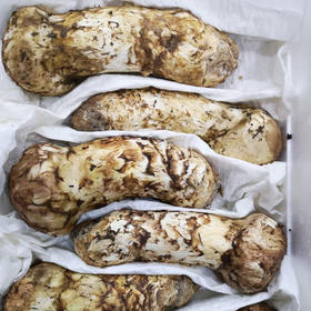 【云南野生新鲜松茸】香格里拉野生松茸/出口级精品实惠优选级各种规格专业包装顺丰空运包邮