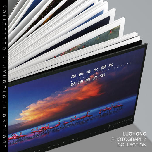 罗红摄影作品-墨西哥火烈鸟：跃动的火焰 商品图1
