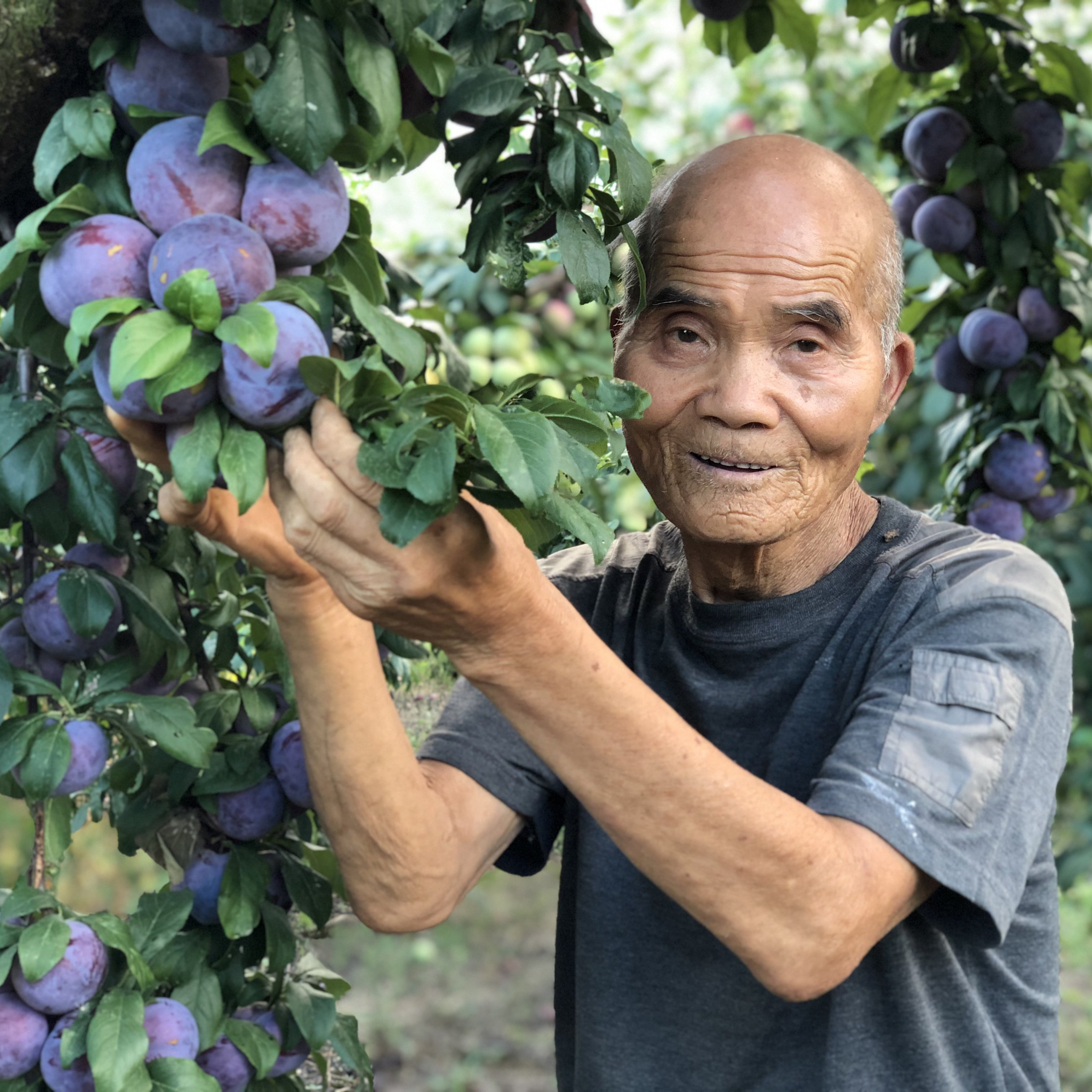 【陕西富平秦阳嘎啦红苹果4.