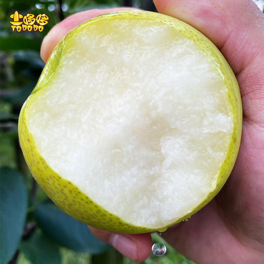 土哆哆云南高原香蜜梨蜜甜多汁老品种产地直发 商品图0