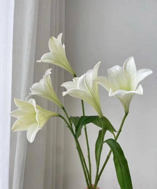 【百年好合】铁炮百合  3头 白色  5枝/扎 商品图3