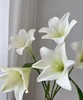 【百年好合】铁炮百合  3头 白色  5枝/扎 商品缩略图0