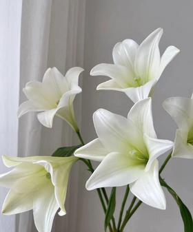 【百年好合】铁炮百合  3头 白色  5枝/扎