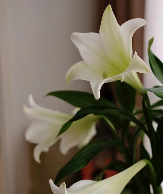 【百年好合】铁炮百合  3头 白色  5枝/扎 商品图5