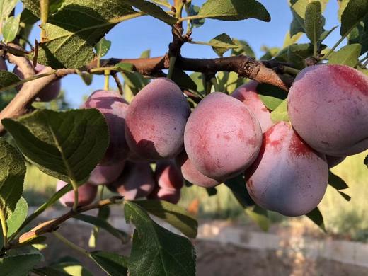 【新疆】西梅4斤 商品图3