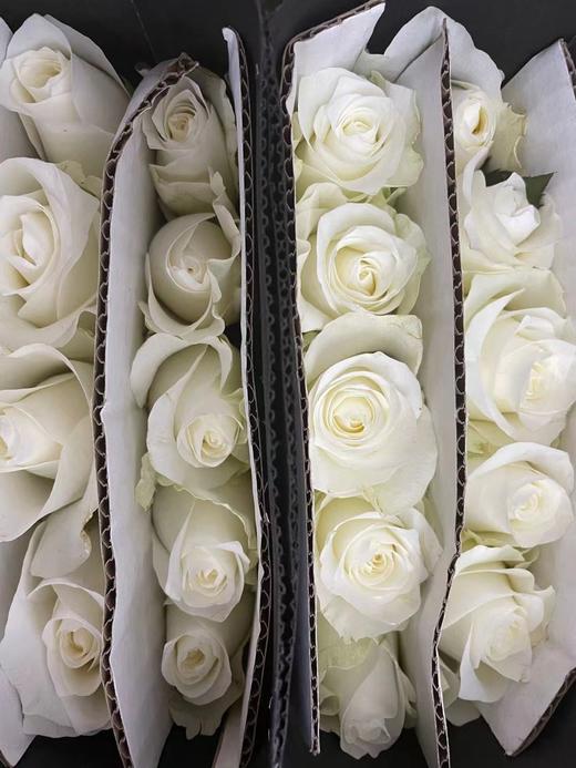 【秒杀福利】骄傲  20枝/扎 商品图6