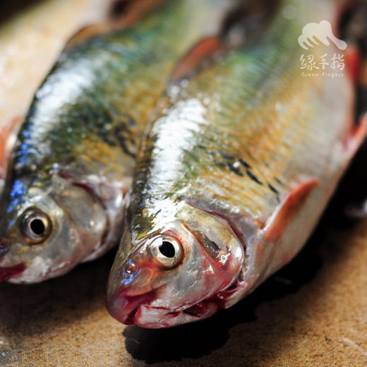 生态土鲮鱼（冷冻，广东省外可下单）  | 绿家自产 * Eco- Dace  | Self-production 商品图2
