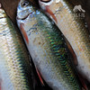生态土鲮鱼（冷冻，广东省外可下单）  | 绿家自产 * Eco- Dace  | Self-production 商品缩略图3