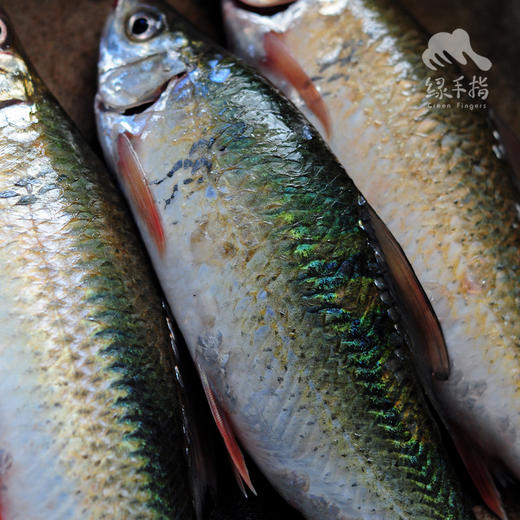 生态土鲮鱼（冷冻，广东省外可下单）  | 绿家自产 * Eco- Dace  | Self-production 商品图3