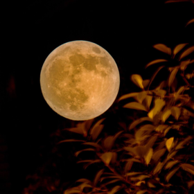 手工专属定制 20个 [福利品]