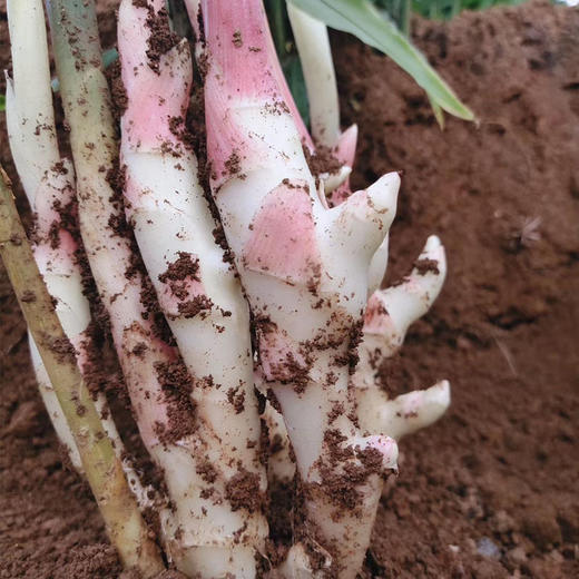 江永 玉指香姜 | 脆如冬笋嫩如瓜，姜汁浓郁，香味与众不同！ 商品图4