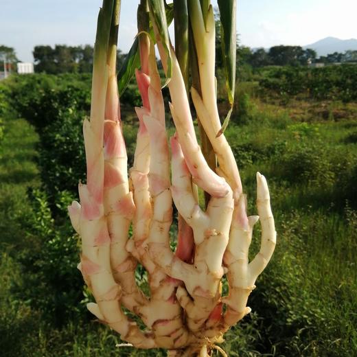 江永 玉指香姜 | 脆如冬笋嫩如瓜，姜汁浓郁，香味与众不同！ 商品图3