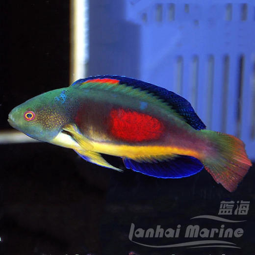 澳洲彩虹雀 公 商品图6