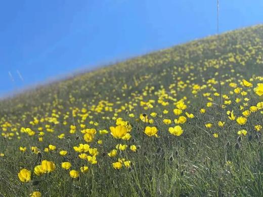 【草原驰骋计划 | 呼伦贝尔 拼团团】B行程：骑士进阶野骑提高营 （七天六晚）8800元起 商品图3