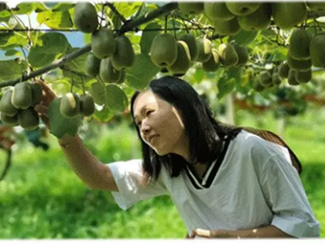视频号直播带货怎么做？有赞商家苗家圆圆借力视频号做到单次直播GMV破百万