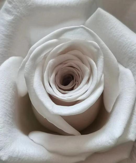 【秒杀福利】曼塔  20枝 /扎 商品图1