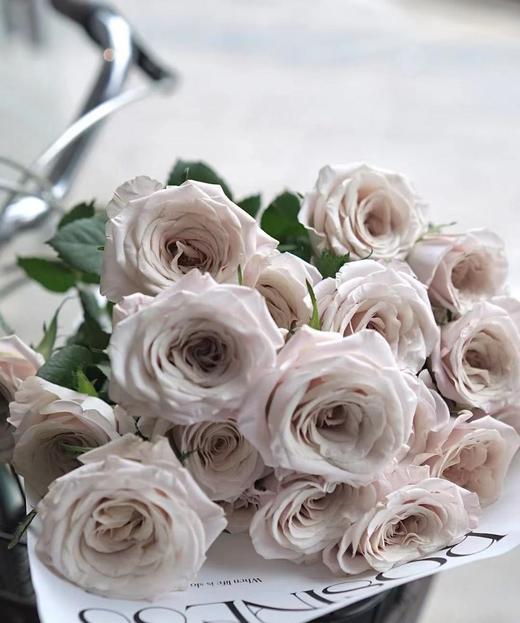 【秒杀福利】曼塔  20枝 /扎 商品图0