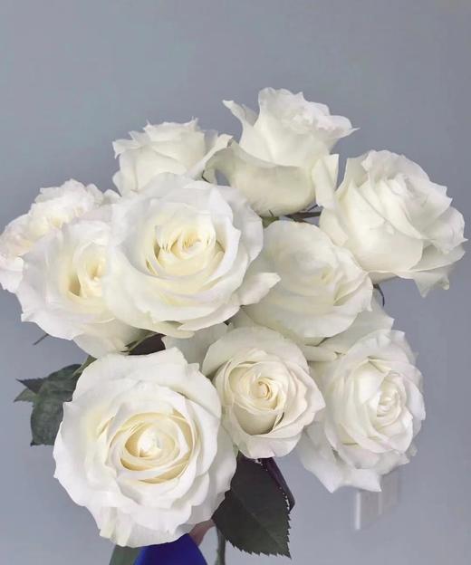 【秒杀福利】骄傲  20枝/扎 商品图2