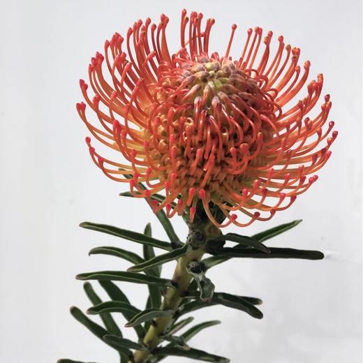 南非-【针垫】 商品图0