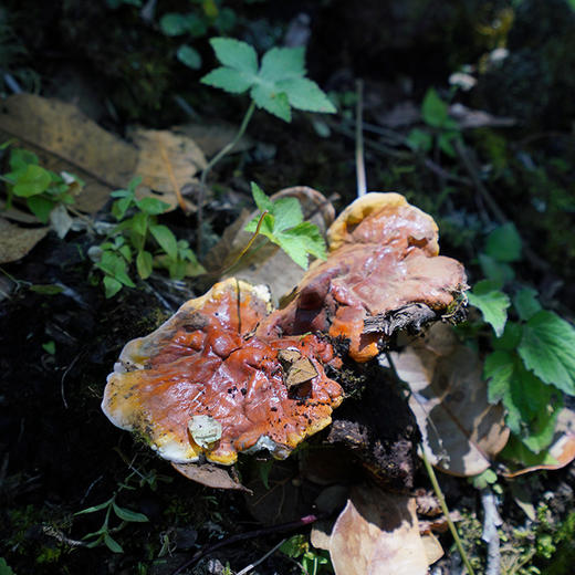 野生白心灵芝（申通）| 合作生产* Wild White heart Ganoderma lucidum | Coproducted 商品图4