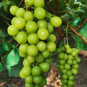 郧阳青曲阳光玫瑰