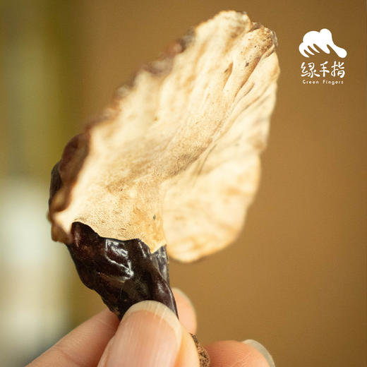 野生白心灵芝（申通）| 合作生产* Wild White heart Ganoderma lucidum | Coproducted 商品图2