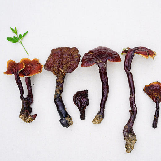 野生白心灵芝（申通）| 合作生产* Wild White heart Ganoderma lucidum | Coproducted 商品图3