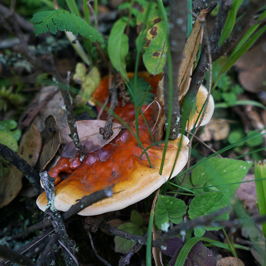 野生白心灵芝（申通）| 合作生产* Wild White heart Ganoderma lucidum | Coproducted 商品图5