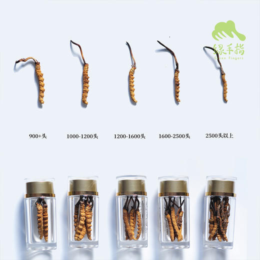 那曲冬虫夏草礼盒（2025年草） | 公平贸易* Naqu Cordyceps sinensis | Fair-trade 商品图1