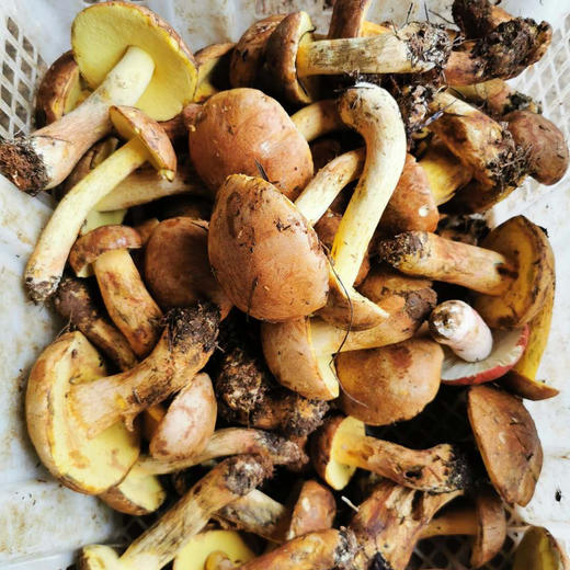 【野生黄牛肝菌干片】 无泥脚无熏硫 菌香浓郁 新货包邮 商品图6