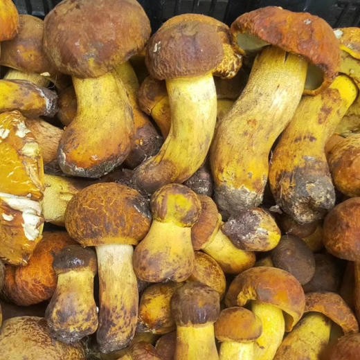 【野生黄牛肝菌干片】 无泥脚无熏硫 菌香浓郁 新货包邮 商品图7