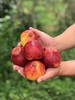 云南太阳斑红玛瑙苹果 家庭装 商品缩略图0
