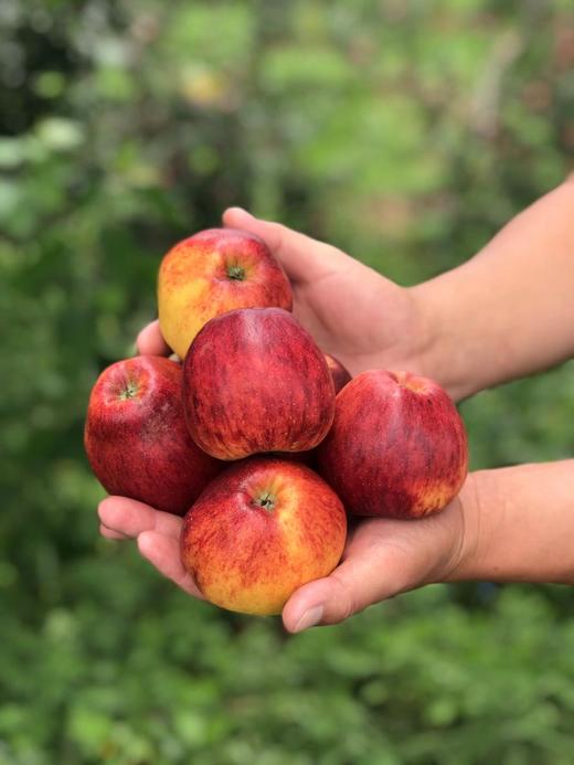 云南太阳斑红玛瑙苹果 家庭装 商品图0