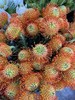 南非-【针垫】 商品缩略图3