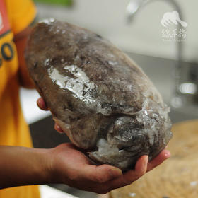 野生东山岛墨鱼 | 合作生产 * Wild- cuttlefish | Coproduction