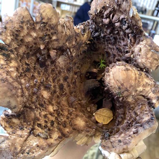 【野生黑虎掌菌】 香气独特而浓郁 奇香且霸道 肉厚肥美 /非獐子菌假冒 非药虎掌菌/香格里拉高海拔好货/大小都有/包邮 商品图13